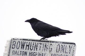 crow on a sign