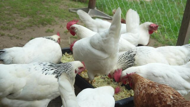 Chickens pecking at feed from a feeder on a farm, with a mix of white and brown chickens.