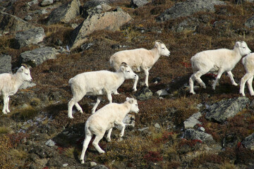 Fototapeta premium mountain goat in Alaska on the Dalton Highway