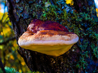 Polypore