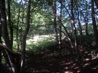 The Day in the Forest