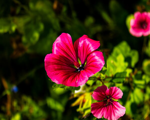 Pink Mallow