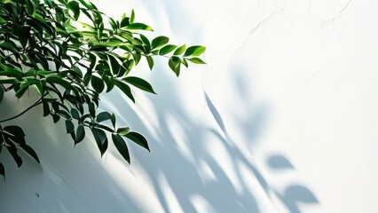 Obraz premium A branch with leaves casting shadows on a white wall, creating a serene and minimalist scene.