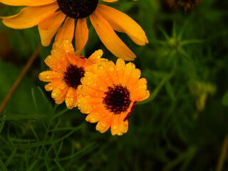 Rainy Yellow Flowers