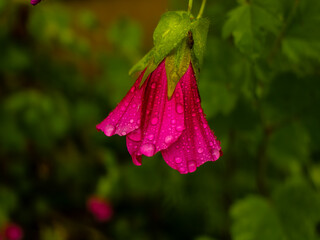 Mallow Flower