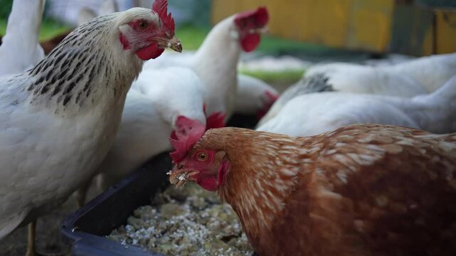 Chickens pecking at feed from a feeder on a farm, with a mix of white and brown chickens.