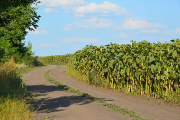 Dusty road near a field of ripe sunflowers, Russia