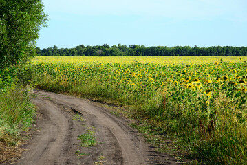 Road on edge of a field with blooming sunflower