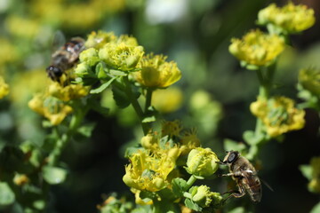 bee collects nectar from a red flower on the background of summer garden. bee collecting pollen on the bee.