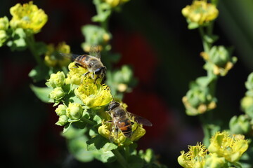 bee collects nectar from a red flower on the background of summer garden. bee collecting pollen on the bee.