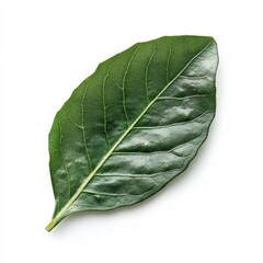 Obraz premium Salad leaf alone on white.