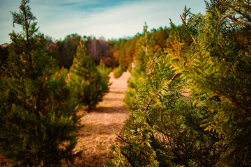 Fototapeta premium Evergreen Christmas Tree Farm