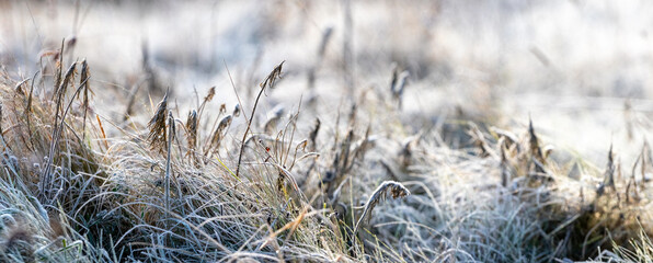 frosty winter morning, frost-covered grass in the meadow