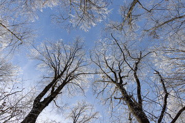 Raureif und blauer Himmer