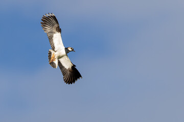 Kiebitz im Flug