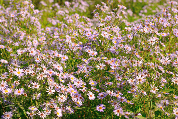 The Perennial pink asters in the garden