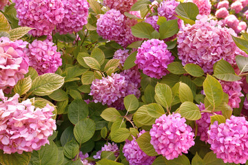 Bush of pink abundantly blooming hydrangea in garden