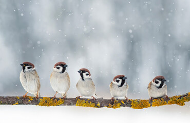 flock of birds sparrows sitting on a branch in a winter new year park under falling snow