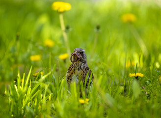 portrait of bird thrush fieldfare with prey earthworm in beak on green grass in spring park