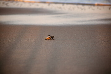 Baby sea turtle walking to the water