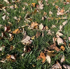 Fallen leaves in green grass