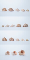 Five seashells arranged in a row, from large to small, shown in different angles on a white background. Natural textures, marine theme, shell collection, objects on white, sea souvenirs