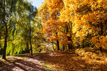 Fototapeta premium Golden autumn in the park of the Museum-Reserve 