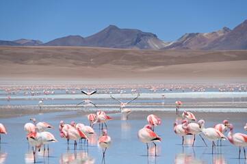 Pink Flamingos at the Lagoonas of the Lagoon Route in Bolivia © AndiPu