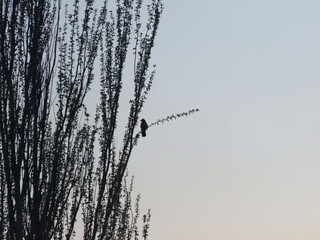 silhouette of a bird