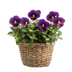 Pansy in a woven basket pot isolated on a transparent background, perfect for floral decor and gardening