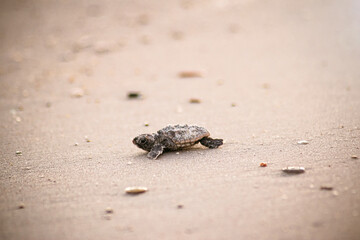 Baby sea turtle walking to the water