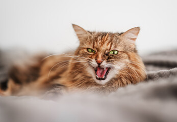 Fluffy cat mischievously smiles and meows, capturing a playful and cute moment.