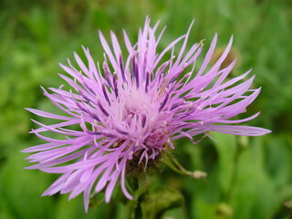 Obraz premium Pink field flower Cornflower, Centaurea cyanus - close-up shot. Topics: beauty of nature, blooming, natural environment, vegetation, season, meadow, ecology, macro
