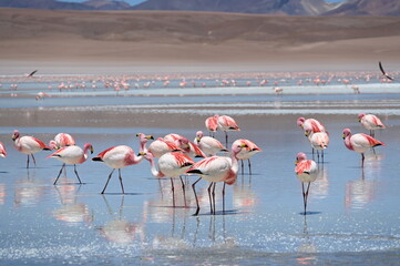 Fototapeta premium Group of Pink Flamingos at the Lagoon Route in Bolivia
