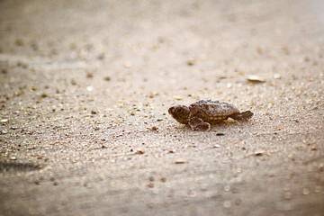Baby sea turtle walking to the water