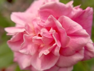Blush Petals: The Elegance of Pink Roses. Pink Rose Dreams: A Blooming Romance