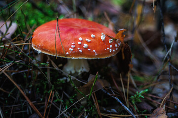 Amanita muscari. Toxic and hallucinogen beautiful red-headed mushroom Fly Agaric in grass on autumn forest background. source of the psycho-active drug Muscarine