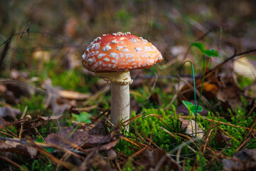 Amanita muscari. Toxic and hallucinogen beautiful red-headed mushroom Fly Agaric in grass on autumn forest background. source of the psycho-active drug Muscarine