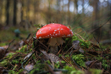 Amanita muscari. Toxic and hallucinogen beautiful red-headed mushroom Fly Agaric in grass on autumn forest background. source of the psycho-active drug Muscarine