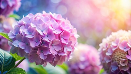 Fototapeta premium Soft and romantic hydrangea flowers in a blurred style