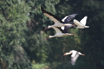 in volo