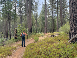 Obraz premium Man Hiking in California Forest