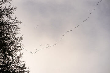 A large group of wedge-shaped cranes flies away for the winter