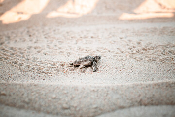 Baby sea turtle walking to the water