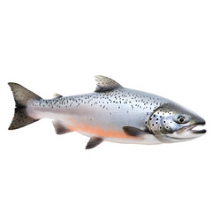 Naklejka premium Graceful salmon profile view from the side, isolated on a transparent background, showcasing its streamlined body and vibrant coloration for marine and wildlife illustrations.