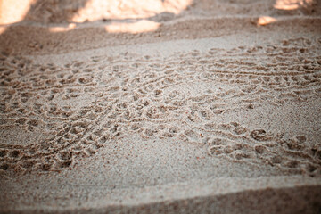 Baby Sea Turtle Tracks to the Ocean