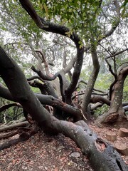 Obraz premium tree in the forest