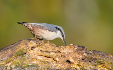 Eurasian nuthatch - in autumn at a wet forest