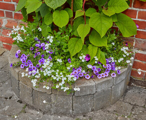 Stone, garden or flowers with leaves or plant for natural growth, floral design or conversation....