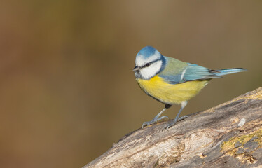 Eurasian Blue Tit - at a wet forest  in autumn